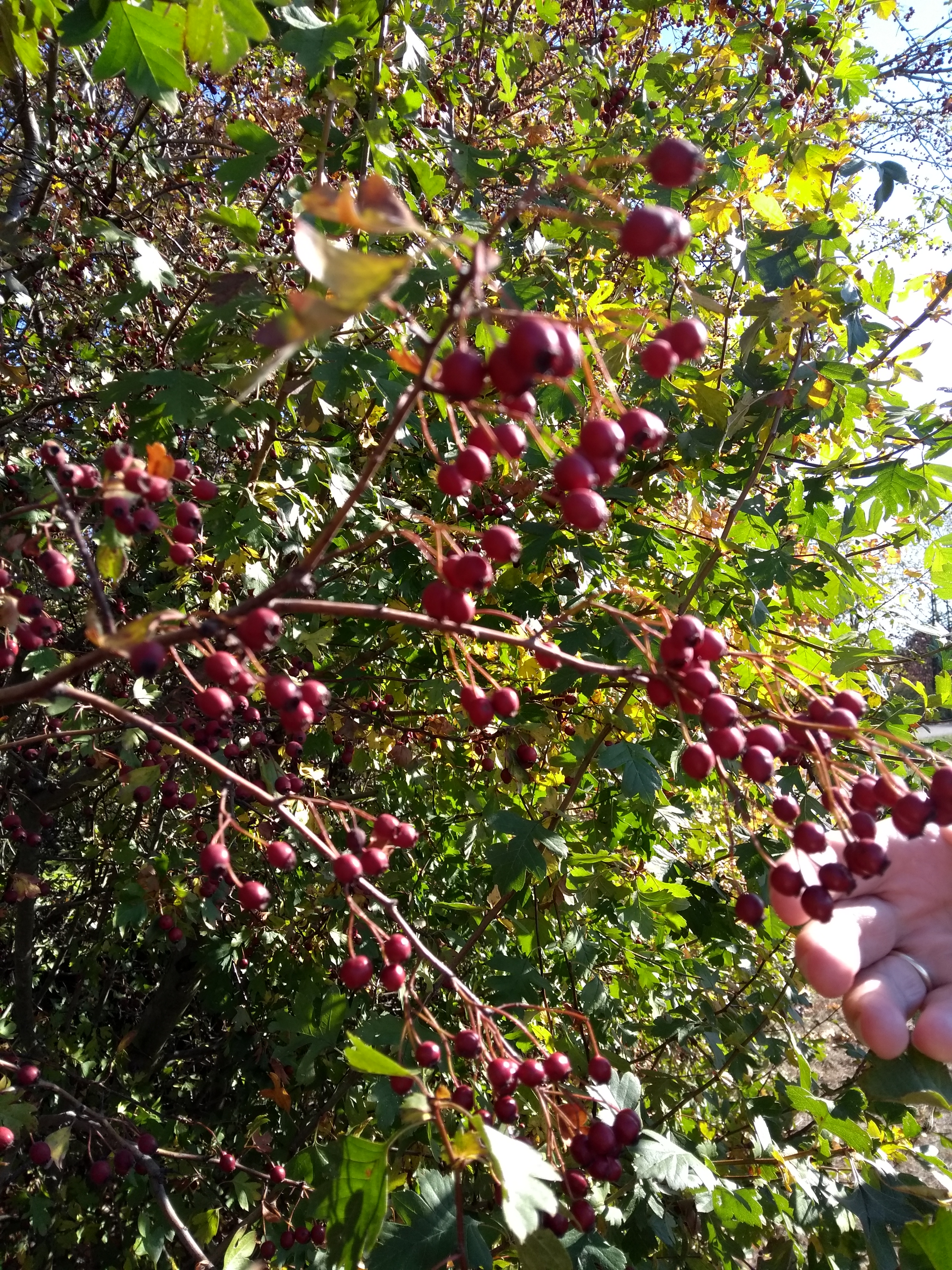 Herbstllicher Kraeuterfuehrung 2018