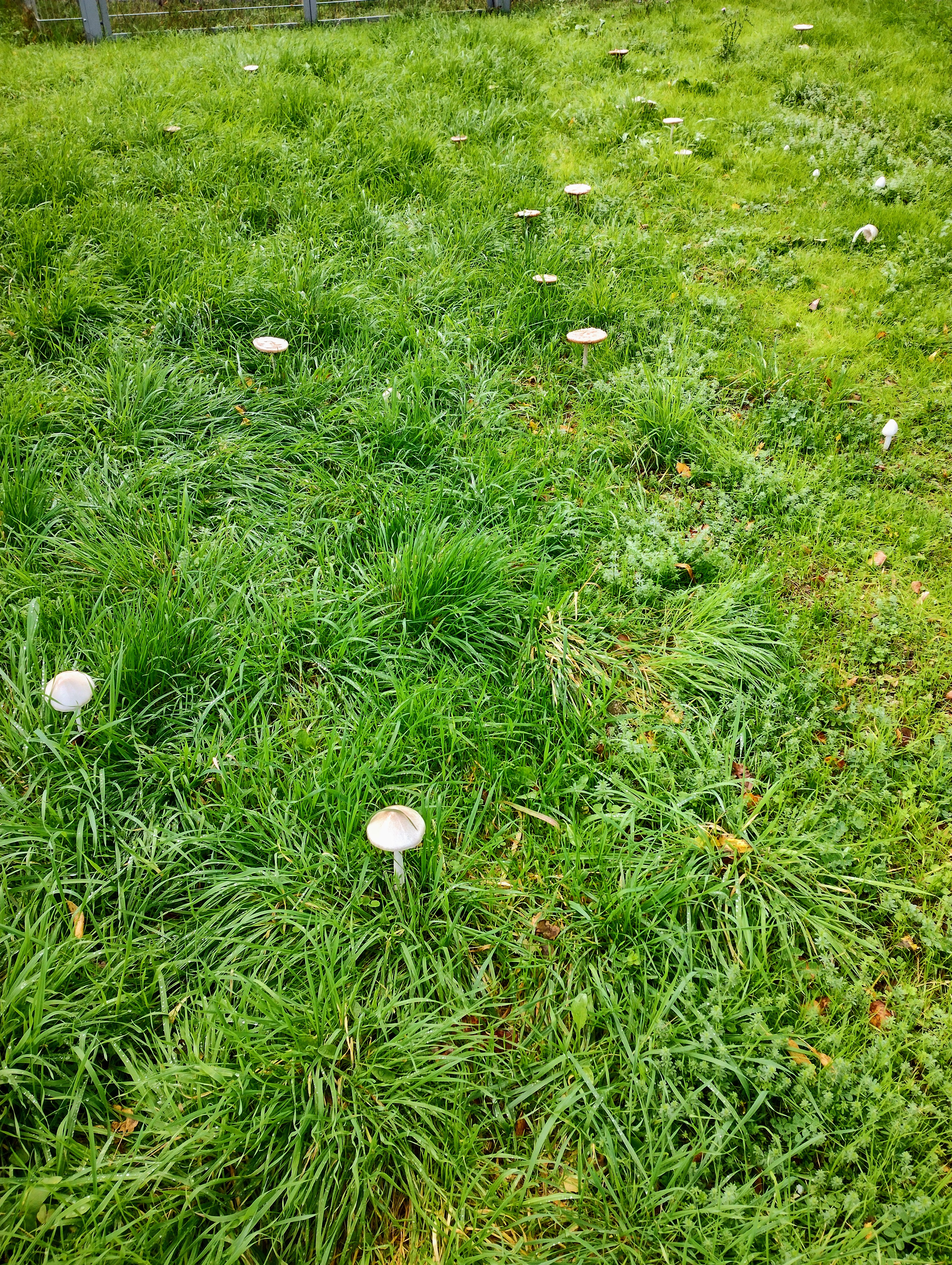 Kraeuterfuherung Herbst