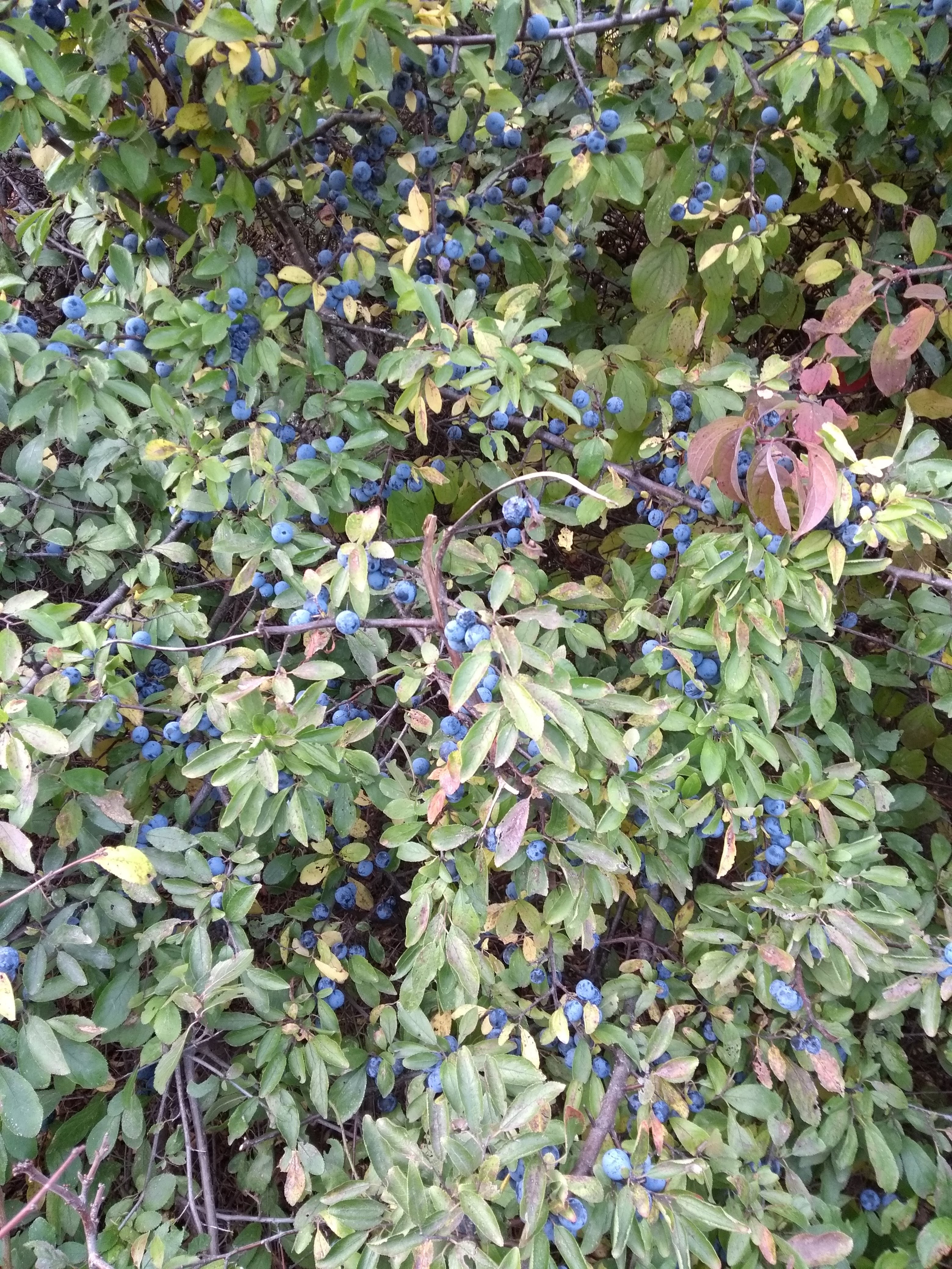 Herbstliche Kraeuterfuehrung