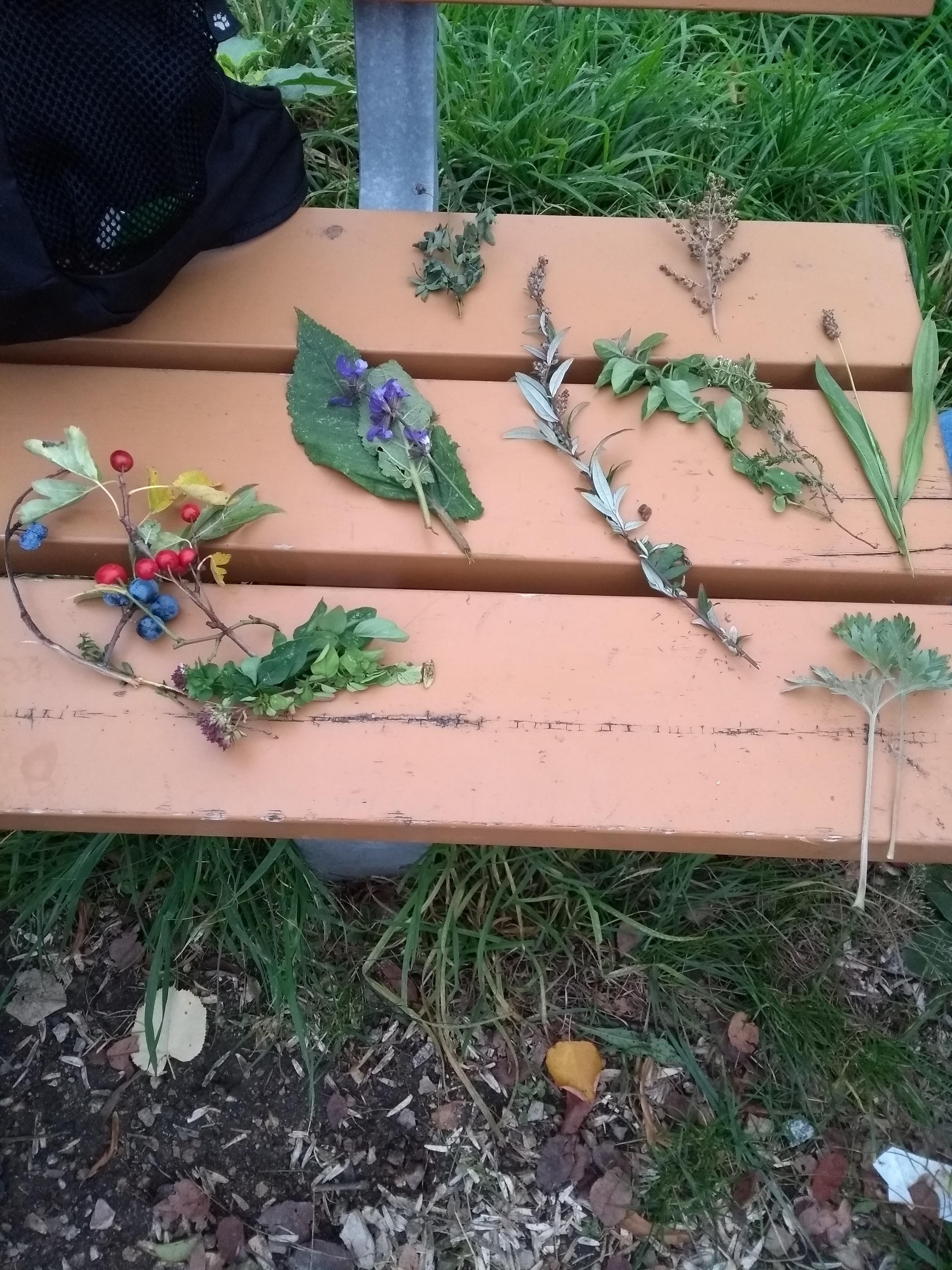 Herbstliche Kraeuterfuehrung